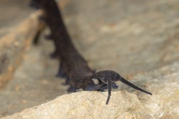Media type: image;   Invertebrate Zoology 168055 Description: Digital photograph of specimen in life.;